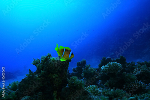 unusual saltwater fish on a coral reef