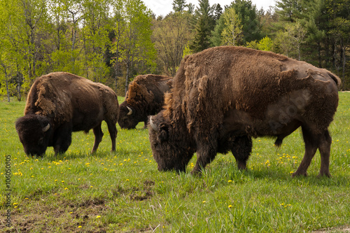 Group of large male bison.