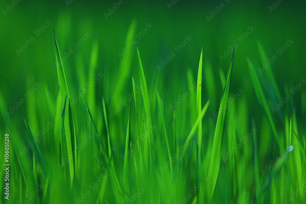 texture of fresh green grass