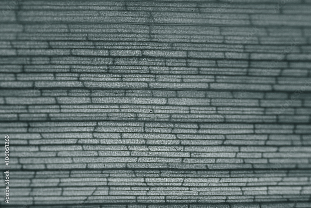 monochrome texture bamboo monochrome texture bamboo
