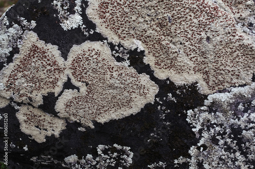 texture of the stone coquina beach