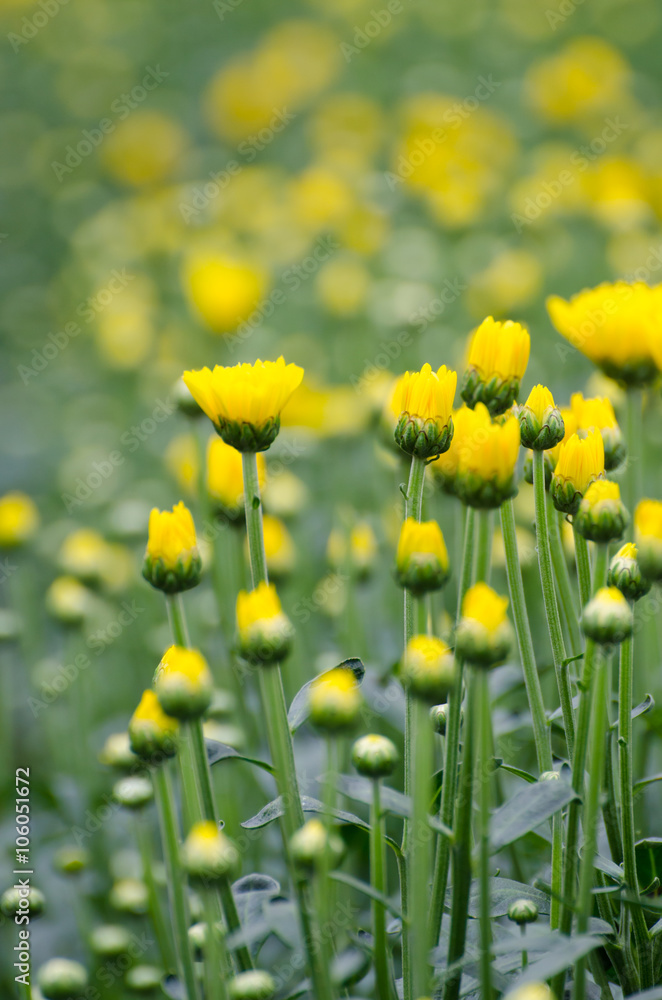 Blur backgrounก of yellow flower