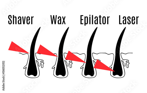 the structure of the hair