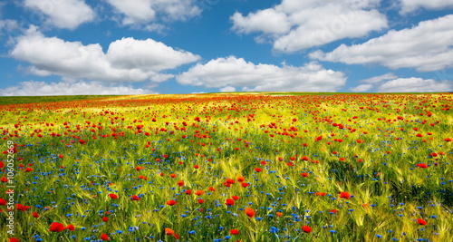 Canvas-taulu Blauer Himmel, Kornblumen und Mohnblumen im Getreidefeld