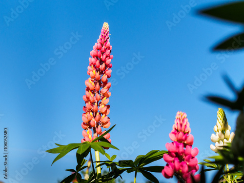 Lupin