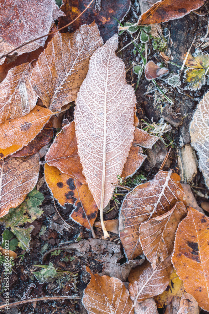 Autumn leaves with frost macro Autumn leaves with frost macro