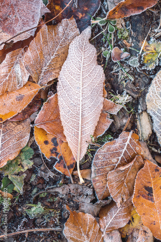 Autumn leaves with frost macro