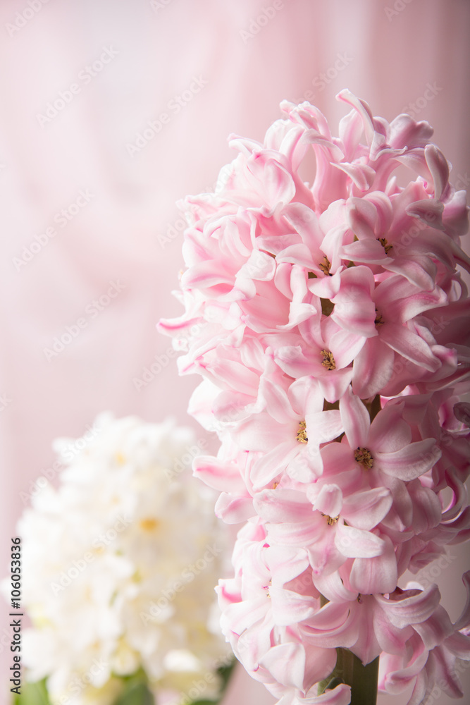 Pink and white  hyacinth