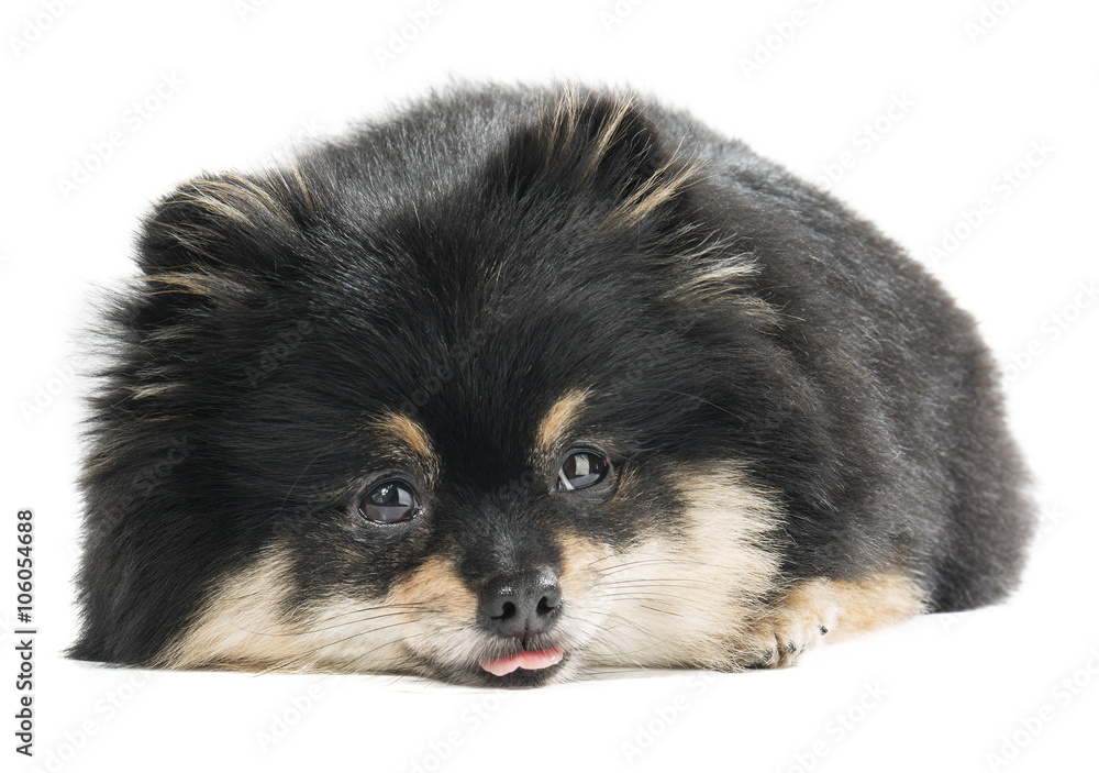 German Spitz on a white background German Spitz on a white background
