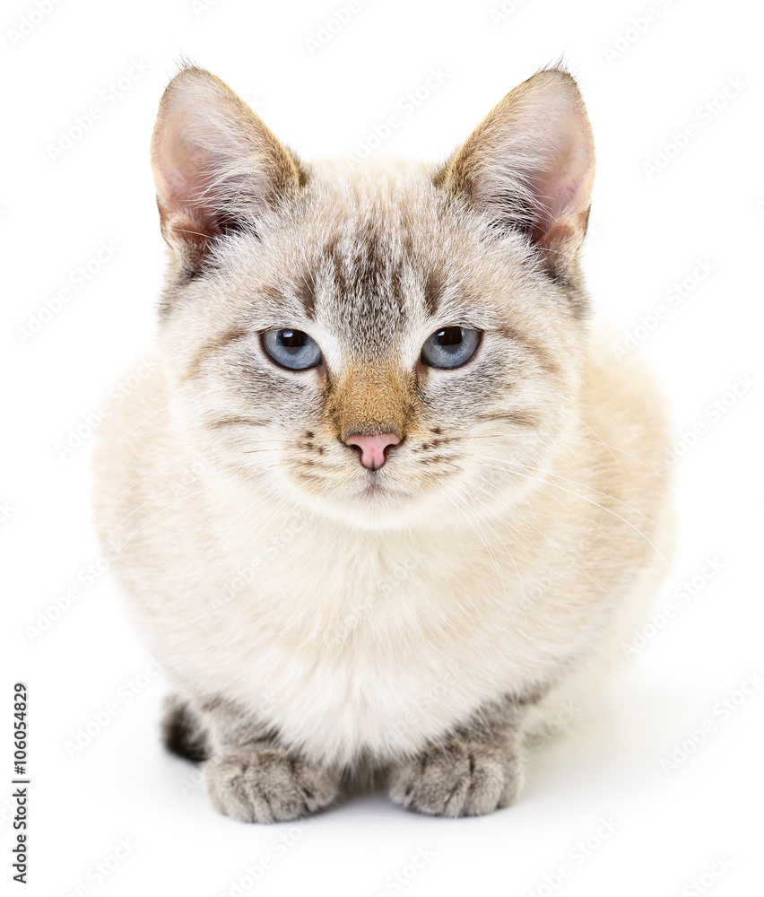 Obraz premium Kitten on a white background