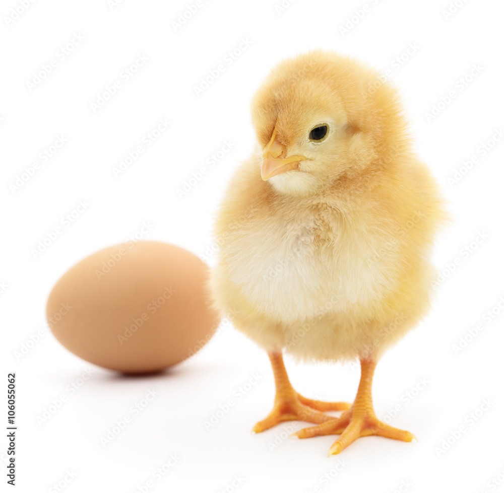 Obraz premium kurczak i jajko