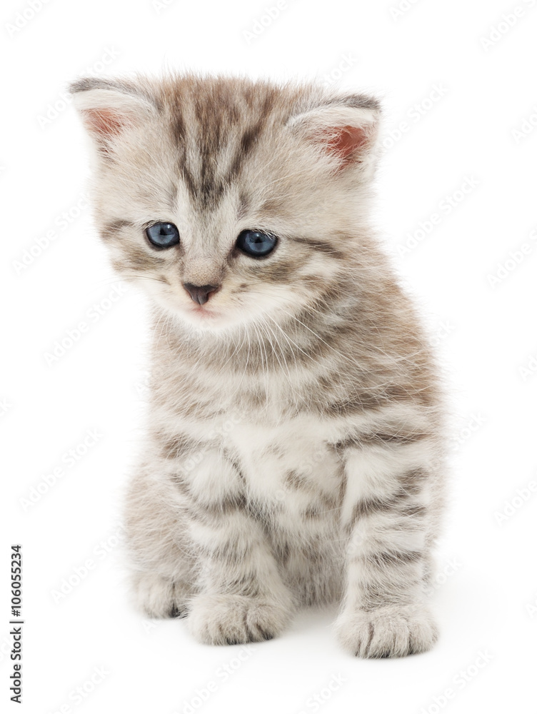 Fototapeta premium Kitten on a white background