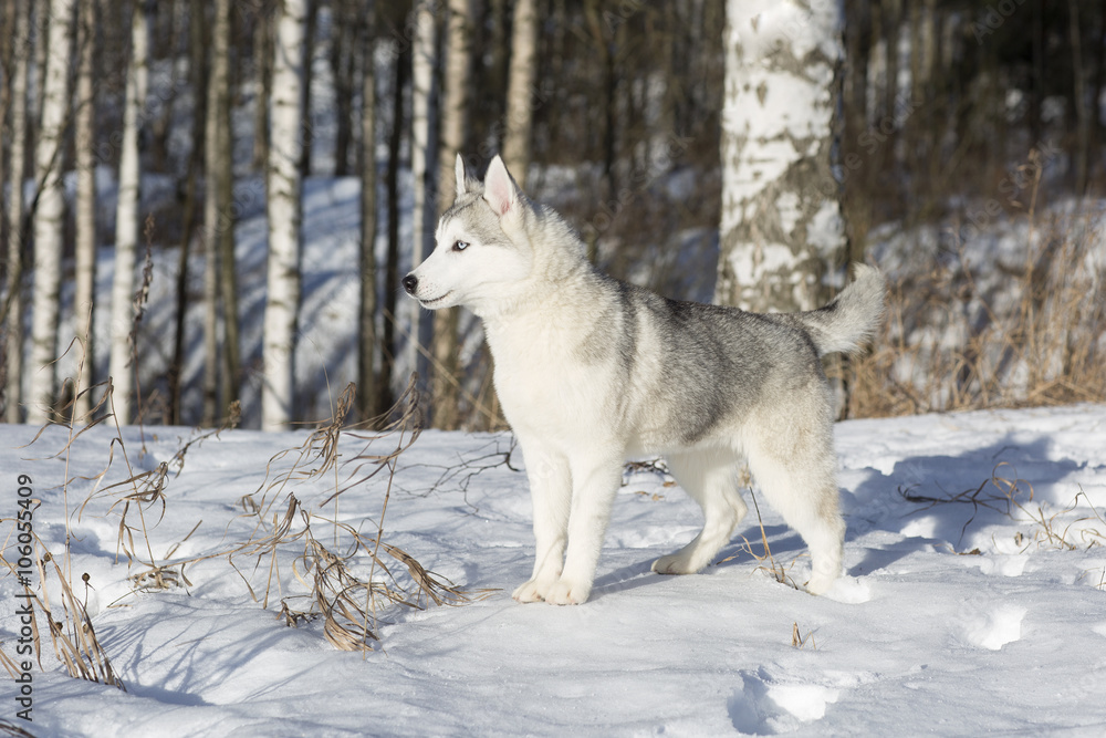 Naklejka premium blue-eyed Siberian Husky puppy