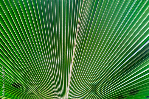 Palm leaf   Close up palm leaf use as background.