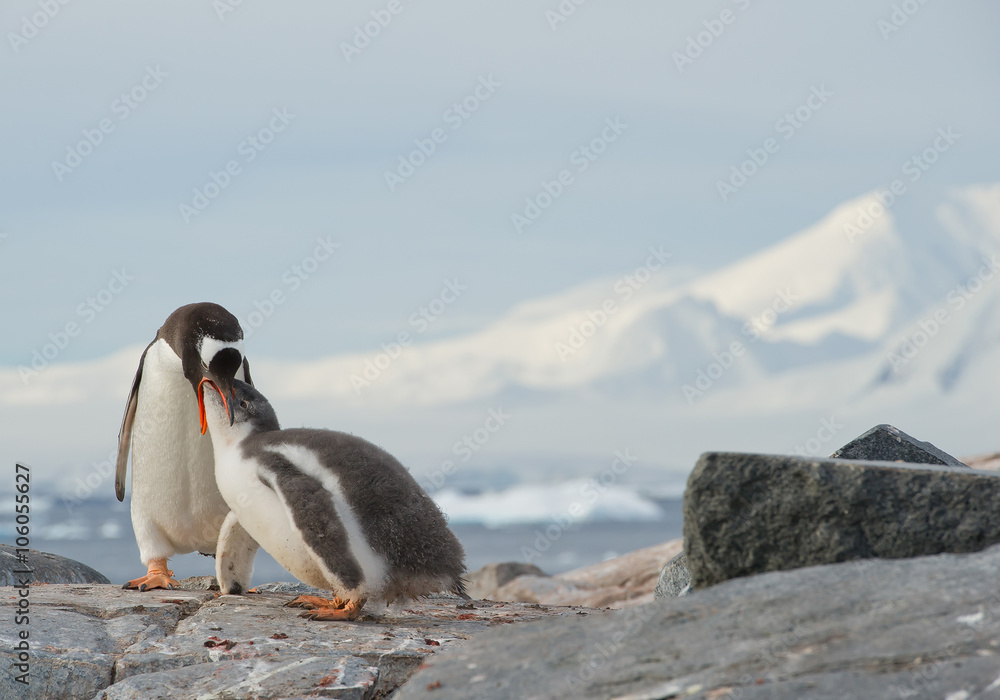 Obraz premium Gentoo penguin feeding chick on rocky beach, with clean background and mountain silhouette, Antarctic Peninsula