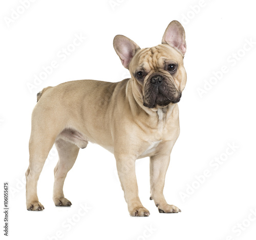 french bulldog fawn color on a white background