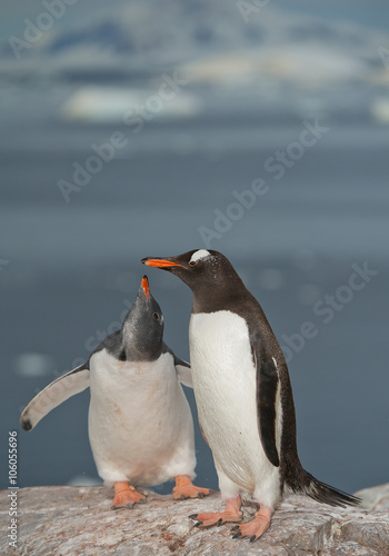 Gentoo penguin feeding chick on rocky beach  with clean background and mountain silhouette  Antarctic Peninsula