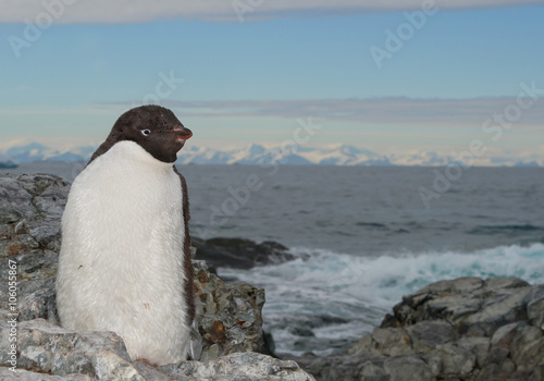Adelie penguin portrait, snowy mountain range and the sea in background, Antarctic Peninsula