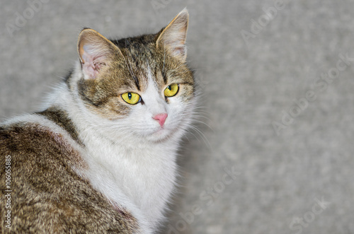 Outdoor portrait of beautiful ordinary cat (male) with yellow eyes