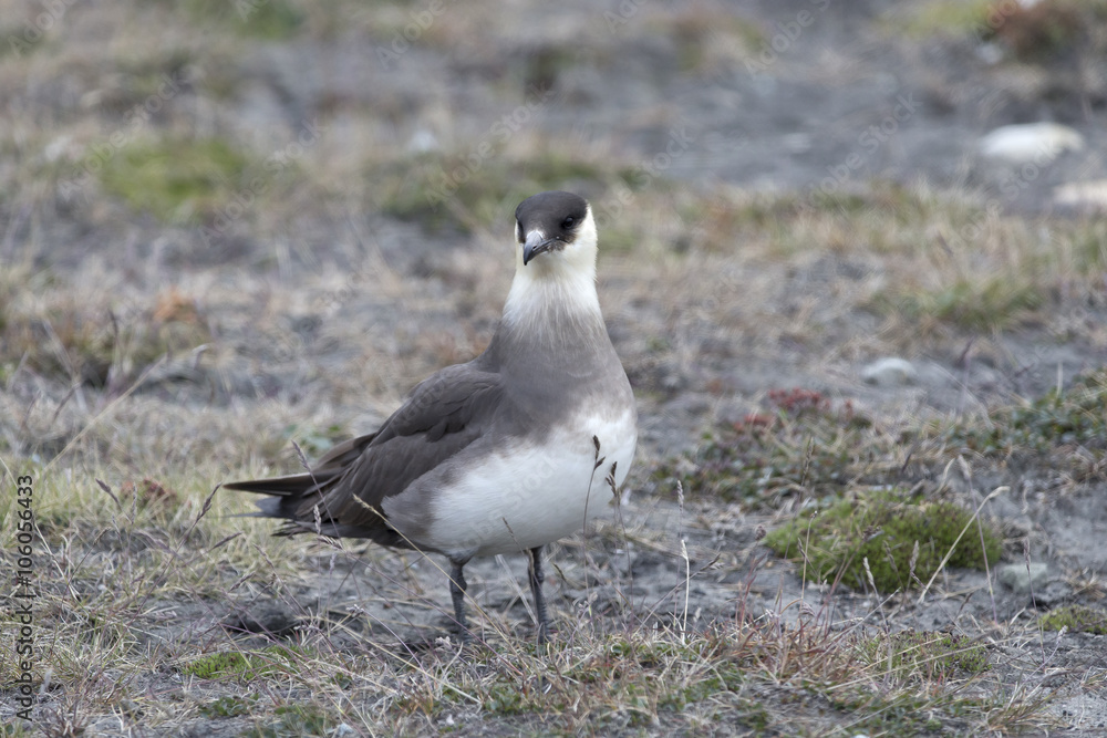 Arctic skua, from Arctic, Svalbard. Arctic skua, from Arctic, Svalbard.