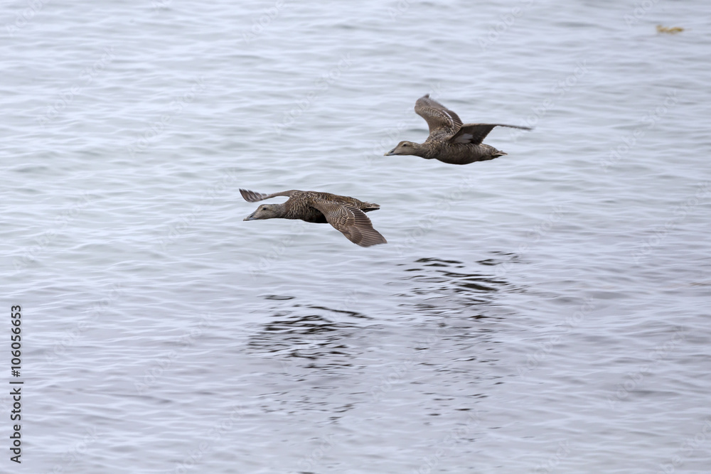 Female Common eiders in flight, Arctic. Female Common eiders in flight, Arctic.