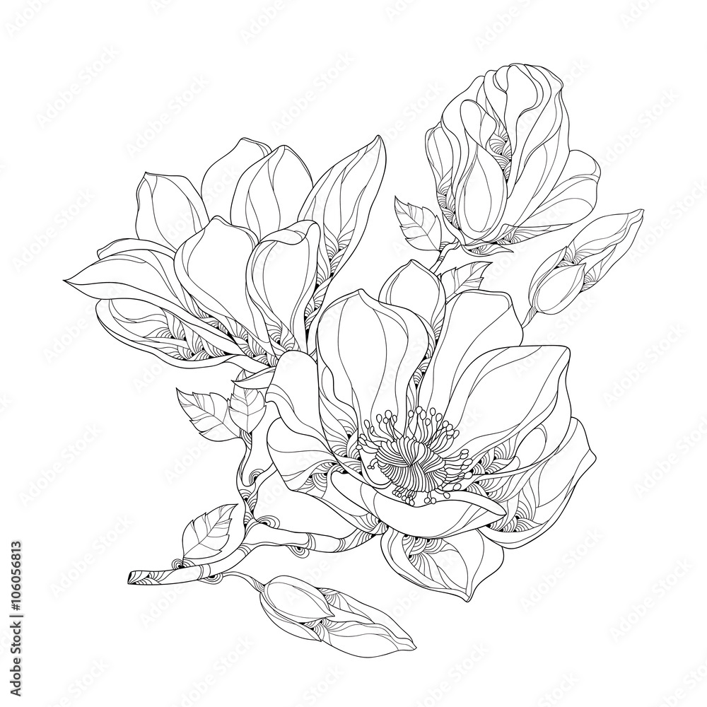 Naklejka premium Stem with ornate magnolia flower, buds and leaves isolated on white background. Floral elements in contour style.