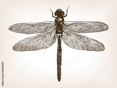 Dragonfly insect hand drawn sketch vector