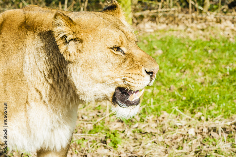 Fototapeta premium African lion portrait 