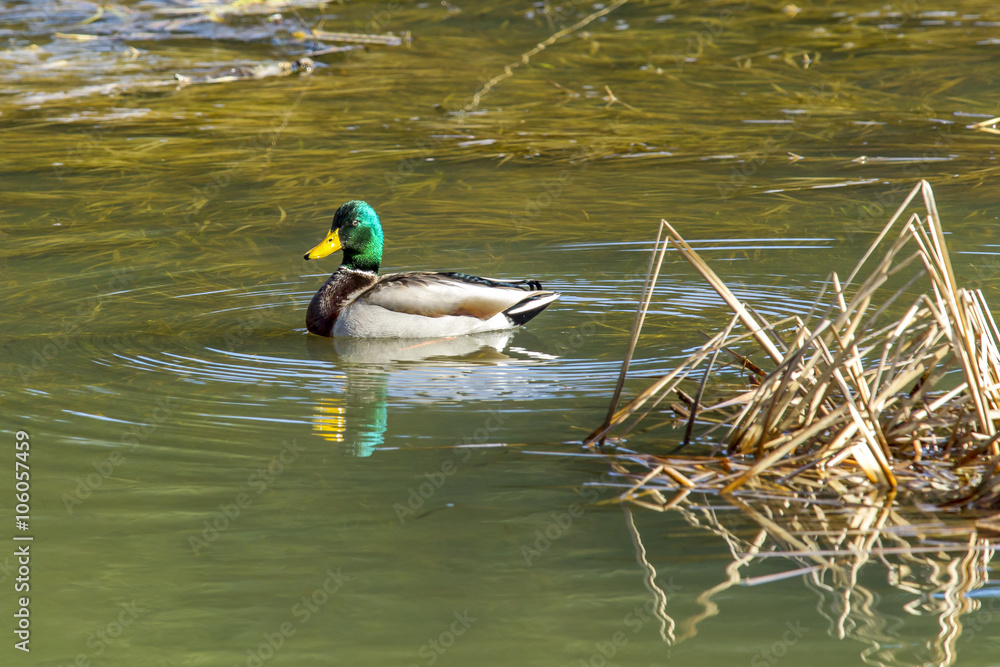 Fototapeta premium Mallard swimming in wetland.