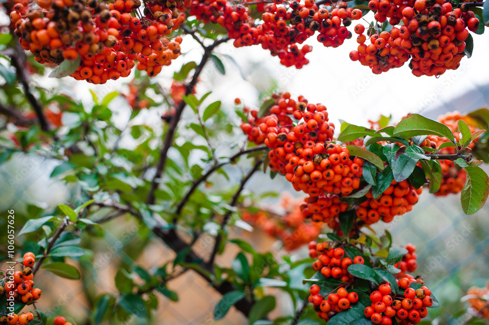 Pianta di Agazzino Pyracantha Pianta di Agazzino Pyracantha