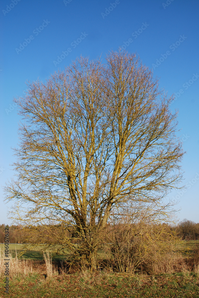 Baum auf Feld Baum auf Feld