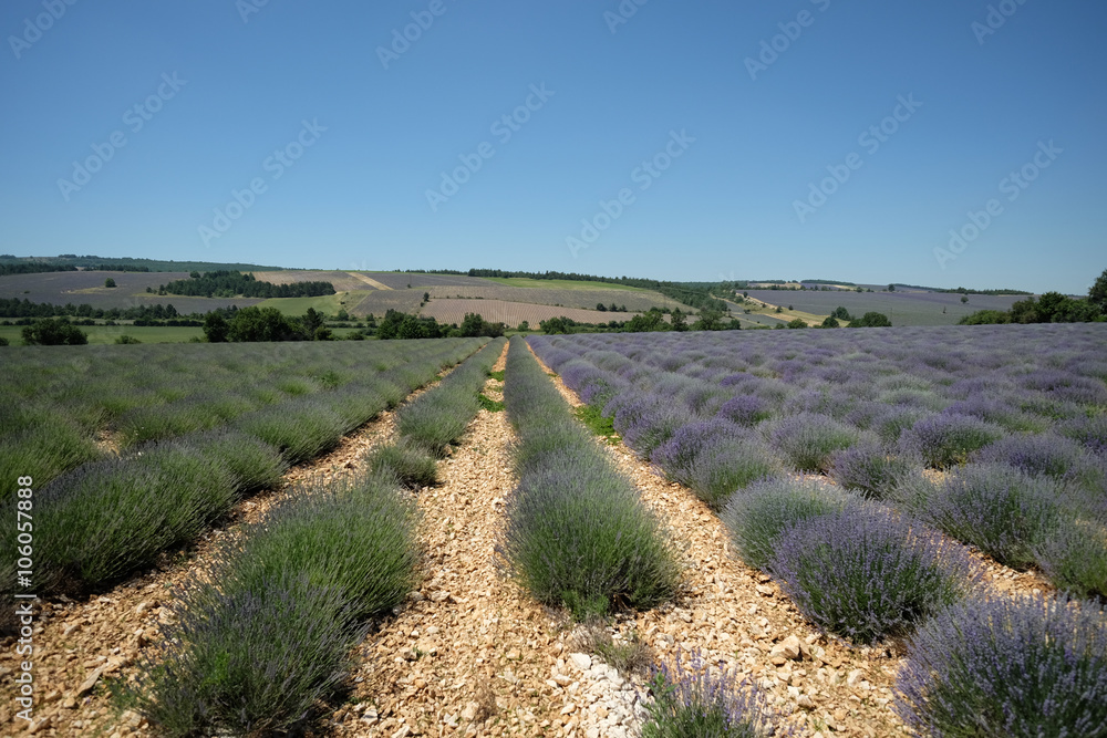 F, Provence, Vaucluse, Plateau d'Albion mit Lavendelfeldern F, Provence, Vaucluse, Plateau d'Albion mit Lavendelfeldern