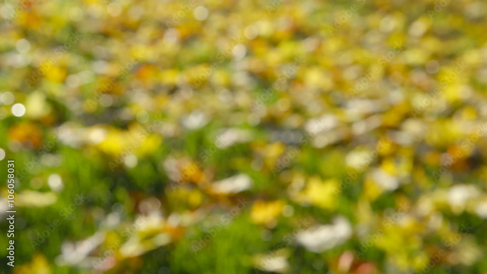 Beautiful Autumn Leaves on lawn - change of focus Beautiful Autumn Leaves on lawn - change of focus