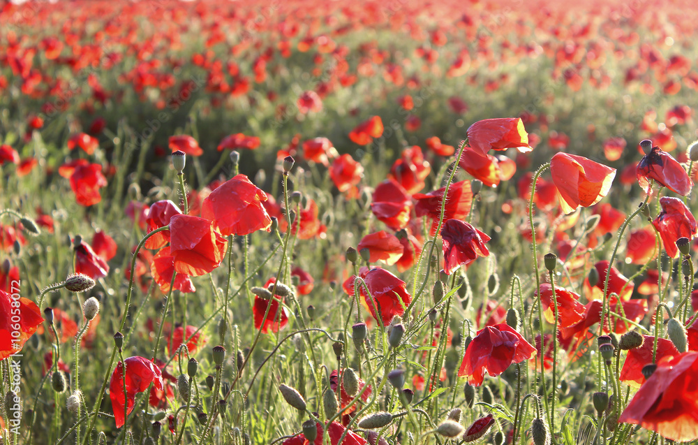 Poppy field, toned image