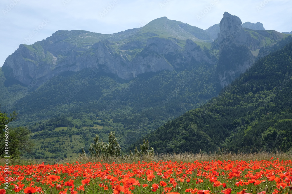 F, Provence, Haut-Alpes, Mohnblüte in den Dauphiné-Alpen  bei Saint Disdier
