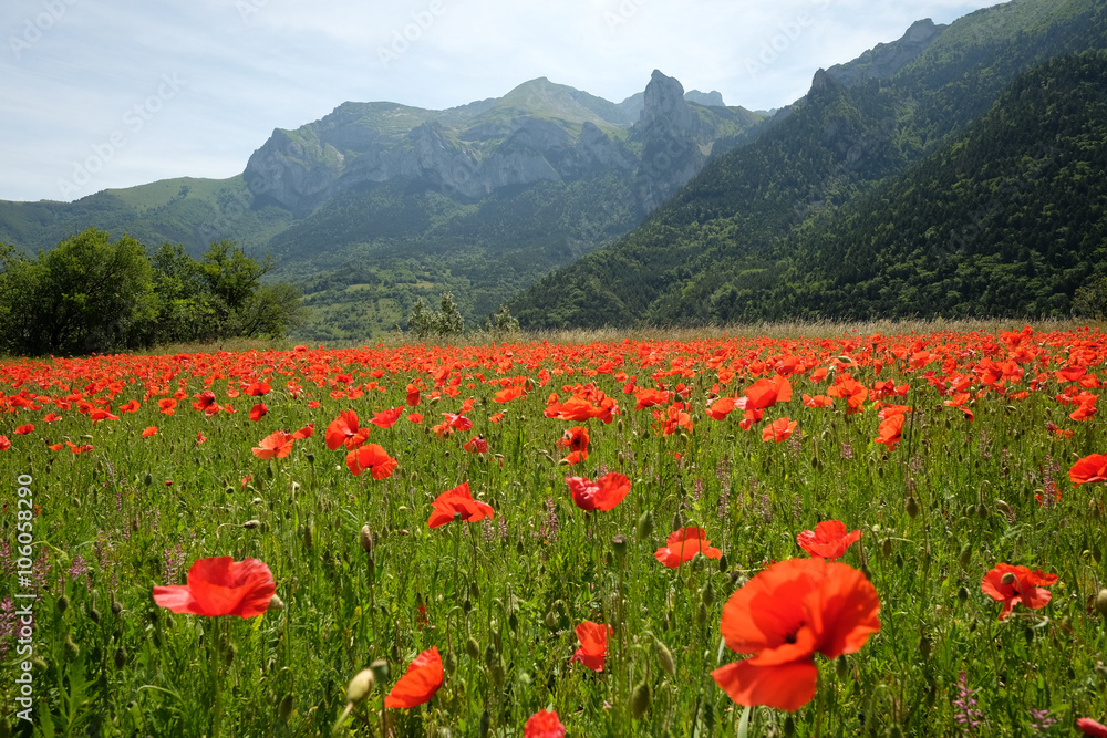 F, Provence, Haut-Alpes, Mohnblüte in den Dauphiné-Alpen bei Saint Disdier