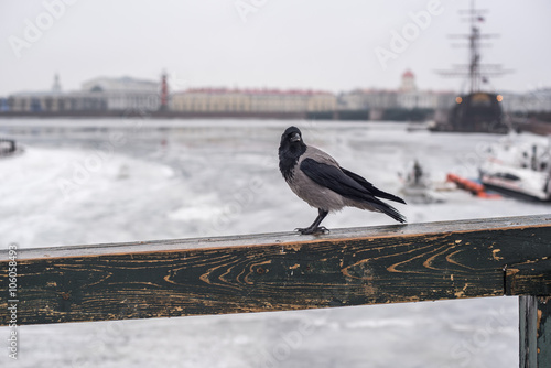 Ворона стоит в Санкт-Петербурге
