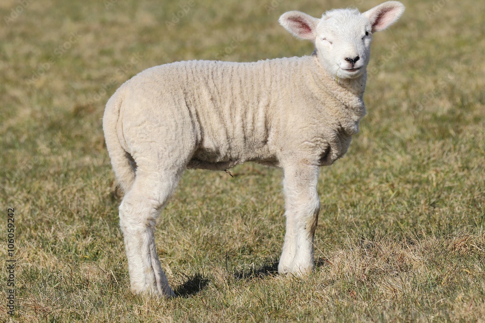 zwinkerndes Lamm auf einer Weide zwinkerndes Lamm auf einer Weide
