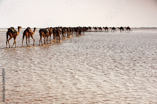Afar herder drives a camel caravan. Danakil-Ethiopia. 0286