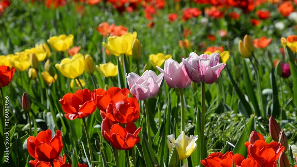 Tulpen Tulpen