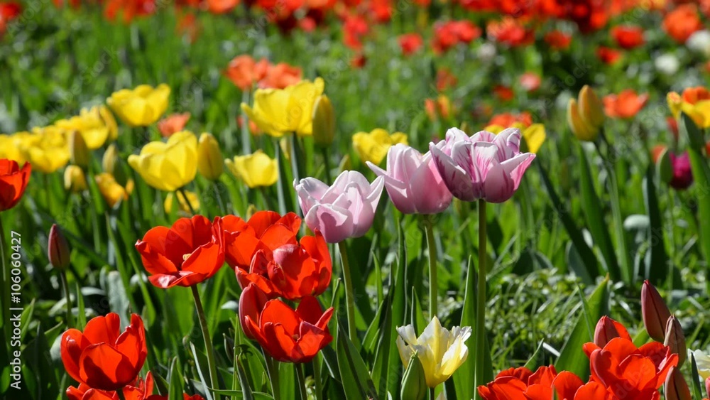 Tulpen Tulpen