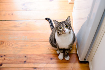 Keuken achterwand Kat Gestreepte huiskat met gele ogen  © Vitaliy Hrabar