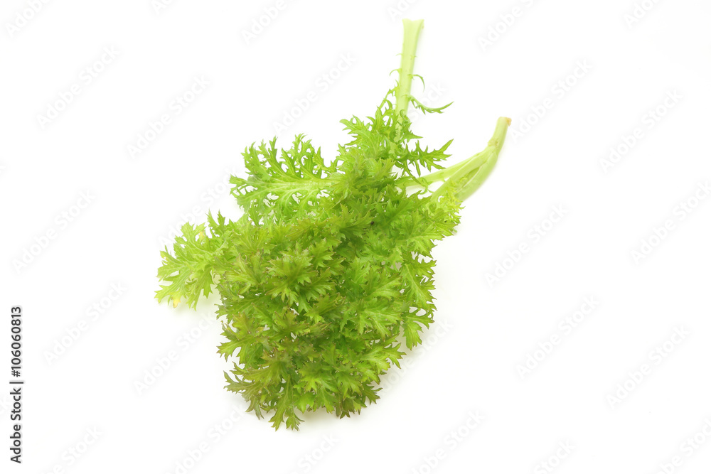 Fototapeta premium わさび菜