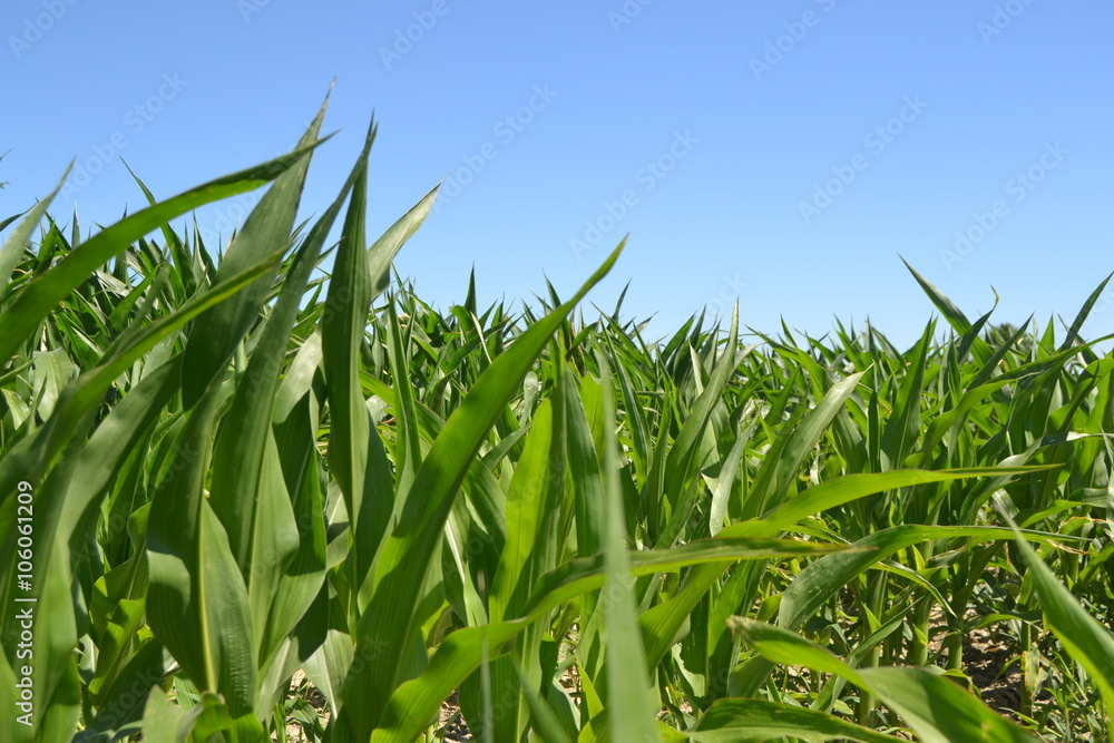 Fototapeta premium agriculture