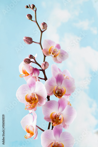 Pink orchid on the grey background.