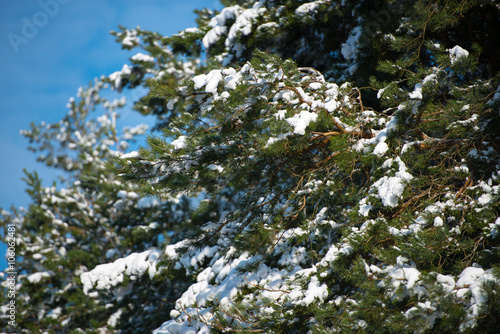 Frosty Spruce Branch