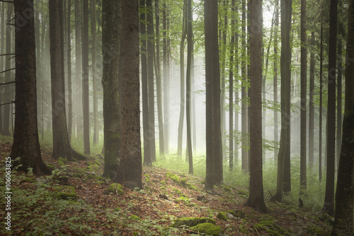 Fototapeta Naklejka Na Ścianę i Meble -  Beautiful spring season foggy forest with stones on the floor covered with moss.