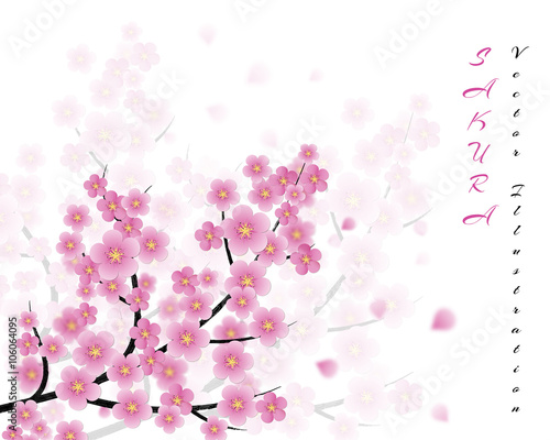 sakura flowers vector background