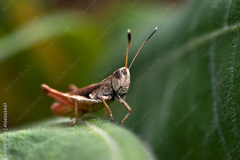Grasshopper sitting on a leaf Grasshopper sitting on a leaf
