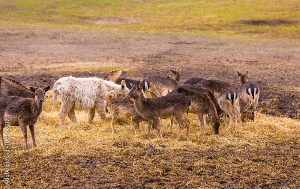 Fototapeta premium Donkey and fallow-deer group